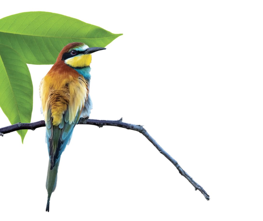 Imagem de um pássaro no galho de árvore