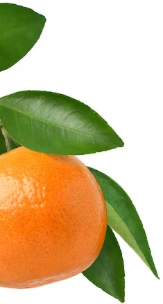 Ilustração de uma laranja
